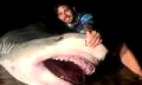 Australia: Giant tiger shark 5 meters long has been subdued by fishermen