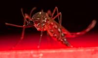 Australia invents breakthrough method to kill mosquitoes