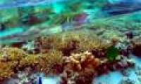 Australia strives to protect the world's largest coral reef