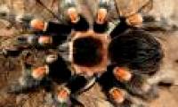 Australia studies spider venom to treat breast cancer