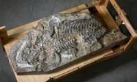 Australia successfully decoded fossils that lived about 247 million years ago