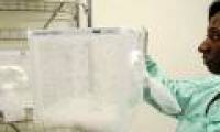 Australia successfully released special mosquitoes that can prevent dengue outbreaks