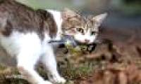 Australia will drop poisoned sausages to kill millions of wild cats