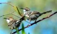 Australian Babbler can arrange sounds to transmit messages like people