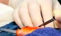 Australian doctor for brain tumor surgery for goldfish