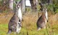 Australian farmers want to kill kangaroos
