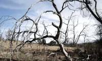 Australia's primeval forests died en masse due to drought and climate change