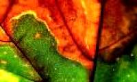Autumn leaves