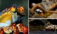 Avoid melon skin with coconut shell, the crab is traced twice when looking for bait: How does it escape?
