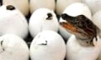 Baby crocodiles 'chat' before hatching