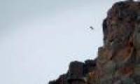 Baby geese survive when falling from a 122m high cliff