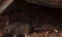 Baby mouse tears restrain old mice