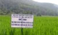 Bac Can preserves rare native native sticky rice varieties