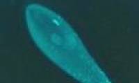 Bacteria can regulate the sex of the host