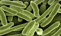 Bacteria commit suicide for the sake of their populations