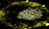 Bacteria eat toxic metals and emit gold