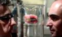 Bacteria from marine algae - new weapons to prevent cavities effectively