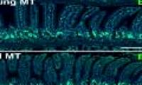 Bacteria in the gut can change the aging process