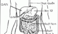Bacteria in the gut stimulate the formation of immune cells