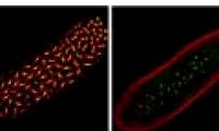 Bacteria kill male bees by invading the mother's body
