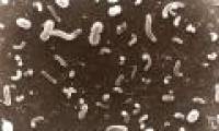 Bacteria of seabed sediments can