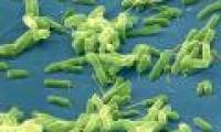 Bacteria sleep 100 million years in the Arctic Ocean