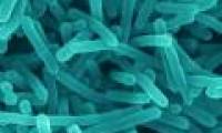 Bacteria that cause food poisoning prefer duck to beef