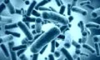 Bacteria that live over 50,000 years in caves in Mexico