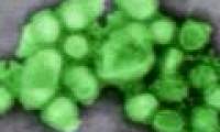 Bacterial infections: The fatal culprit in many influenza A / H1N1 patients