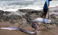 'Bad omen' fish found in Mexican waters