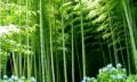 Bamboo can help cool the earth
