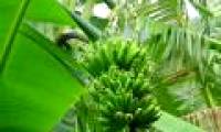 Banana peels can become a huge source of fuel