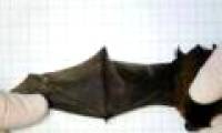 Bat wings have the ability to heal themselves