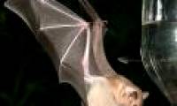 Bats also develop different forms of language