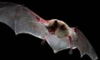 Bats also develop their own language form