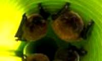 Bats also know how to use hearing aids