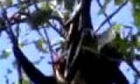 Bats also perform oral sex