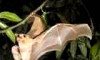 Bats are the cause of the Ebola virus outbreak