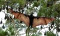 Bats can help people live