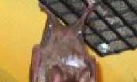 Bats do not land similarly