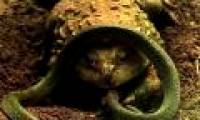 Battle of a battle between goblin frog and water snake