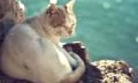 Be amazed with the ability to drink seawater comfortably without dying of cats
