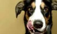 Be careful: Dog owners are at risk of getting an extremely uncomfortable disease related to WC