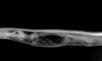 Beam of python X-ray pythons digest shocking crocodiles
