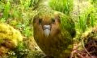 Beams: The most rare birds in the world