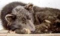 Bear face dogs confuse Russian people