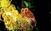 Bearded owl in South America