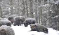 Bears 'hide' from hibernation due to warm weather