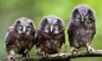 Beautiful animal photos of 2010 from all over the world