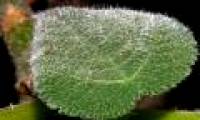 Beautiful but extremely poisonous plants - light touches also make you